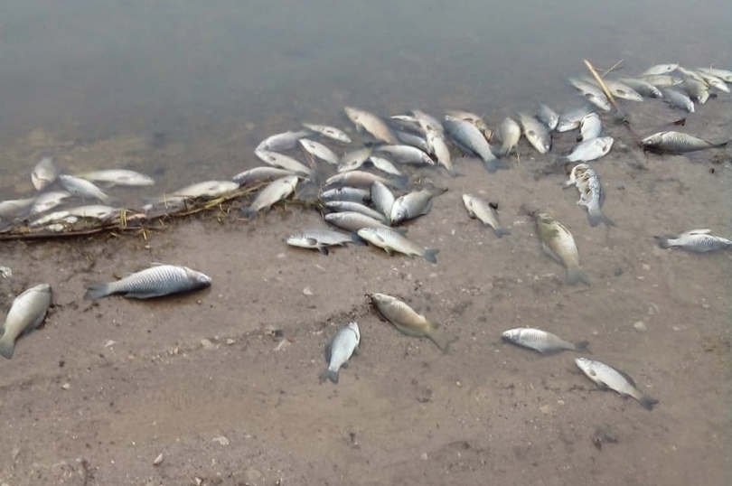 Информация по обращению жителей села Нижняя Серебрянка о гибели рыбы в пруду.