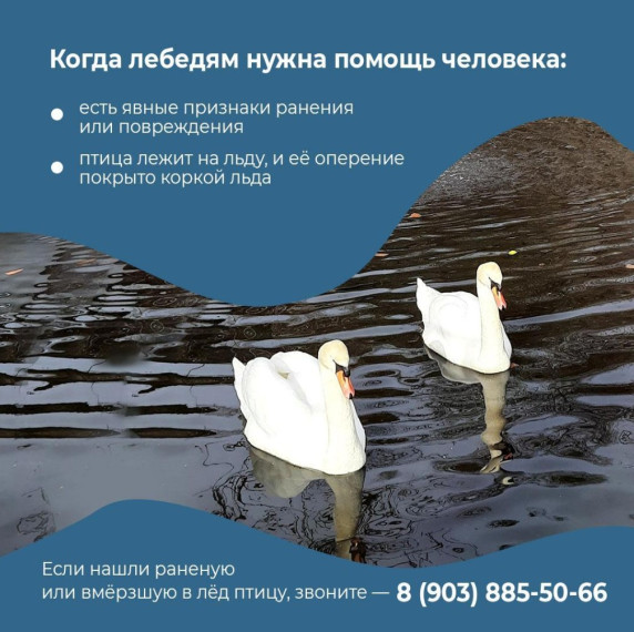 Неравнодушные белгородцы всё чаще обращаются в управление Экоохотнадзора по поводу спасения лебедей, оставшихся на водоёмах.